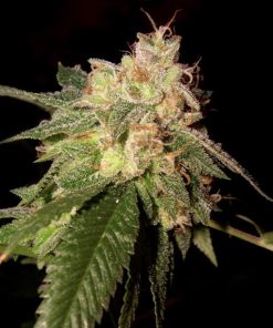 OG Kush - Femminizzati Stagionali