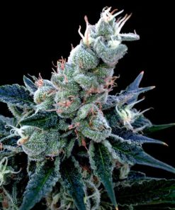 Double Alien 18 - Femminizzati Stagionali