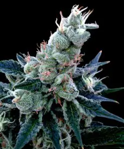 Double Alien 18 - Femminizzati Stagionali