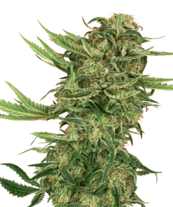 N13 Kush - Femminizzati Stagionali
