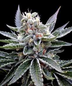 Florida Gold - Femminizzati Stagionali