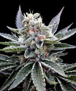 Florida Gold - Femminizzati Stagionali