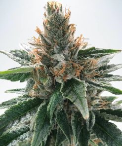 God's Glue - Femminizzati Stagionali