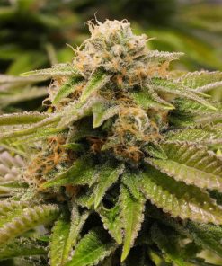 Gorilla Breath - Femminizzati Stagionali