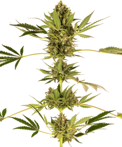 Himalayan CBD - Femminizzati Stagionali