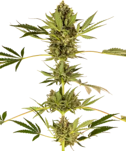 Himalayan CBD - Femminizzati Stagionali