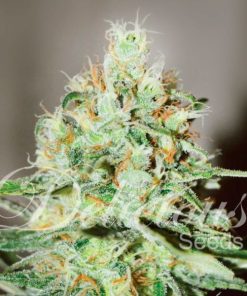 Jägg Kush - Femminizzati Stagionali