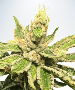 Mamacita's Cookies - Femminizzati Stagionali