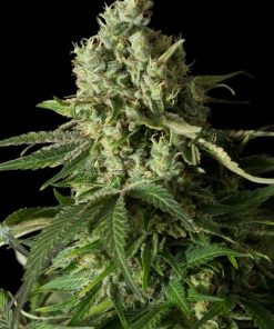 Moby Dick CBD - Femminizzati Stagionali