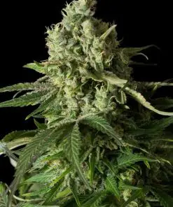 Moby Dick CBD - Femminizzati Stagionali