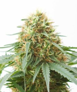 Northern Light XXL - Femminizzati Stagionali