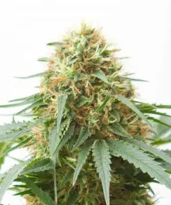 Northern Light XXL - Femminizzati Stagionali