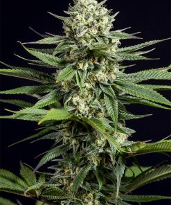 OG Kush CBD - Femminizzati Stagionali