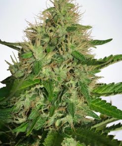 Cannabis Light - Femminizzati Stagionali