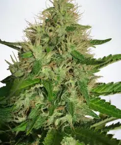 Cannabis Light - Femminizzati Stagionali