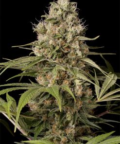 Shark Shock CBD - Femminizzati Stagionali
