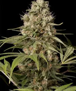 Shark Shock CBD - Femminizzati Stagionali