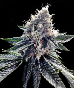Sour Kosher - Femminizzati Stagionali