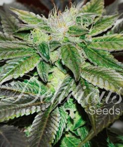 Sugar Candy - Femminizzati Stagionali