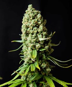Super Skunk - Femminizzati Stagionali