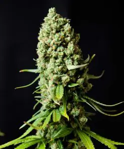 Super Skunk - Femminizzati Stagionali