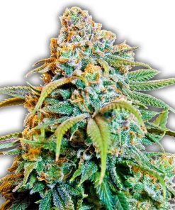 Californian Kush - Femminizzati Stagionali