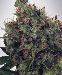 Ultra White Amnesia - Femminizzati Stagionali