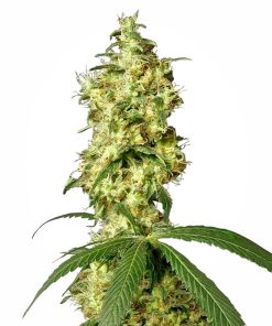 White Widow XXL Auto - Autofiorenti Femminizzati