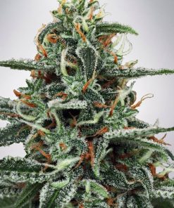 White Widow - Femminizzati Stagionali
