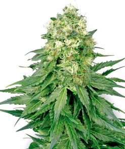 White Widow XXL - Femminizzati Stagionali