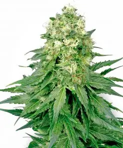 White Widow XXL - Femminizzati Stagionali