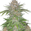 strawberry pie auto