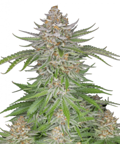 strawberry pie auto