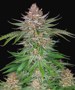 Strawberry Pie Auto - Autofiorenti Femminizzati