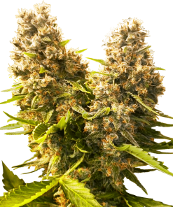 Banana Kush Cake Auto - Autofiorenti Femminizzati