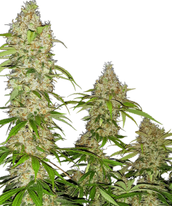 Banana Kush Cake - Femminizzati Stagionali