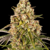 barneys auto criticalkush