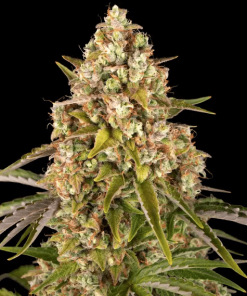 barneys auto criticalkush