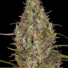 barneys auto gluegelato