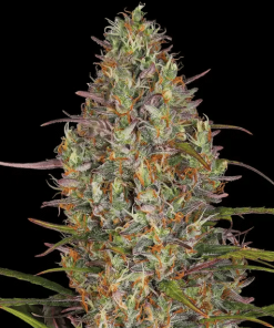barneys auto gluegelato