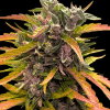 barneys auto gorillazglue