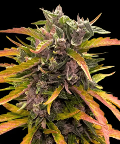 barneys auto gorillazglue