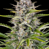barneys auto gorillazkittlez