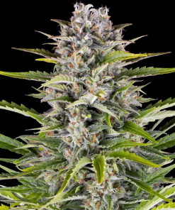 barneys auto gorillazkittlez