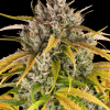 barneys auto lsd