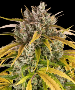 barneys auto lsd