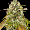 barneys auto pineappleexpress