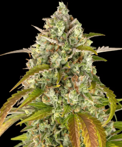 barneys auto pineappleexpress