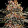barneys auto purplepunch