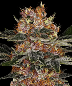 barneys auto purplepunch